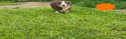 Australian Shepherd dogs for sale: Australian Shepherd Puppy Orange  - Ad 4