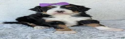 Mini Bernedoodle dogs for sale: Mini Bobbin  - Ad 6
