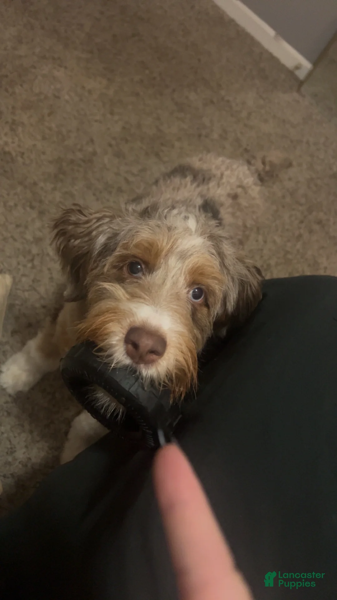 Mixed Breed dogs for sale: Mixed Breed 1 - Ad 6