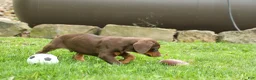 Doberman Pinscher dogs for sale:  Deacon (Red Rust) 🐶🖤🐾 - Ad 25