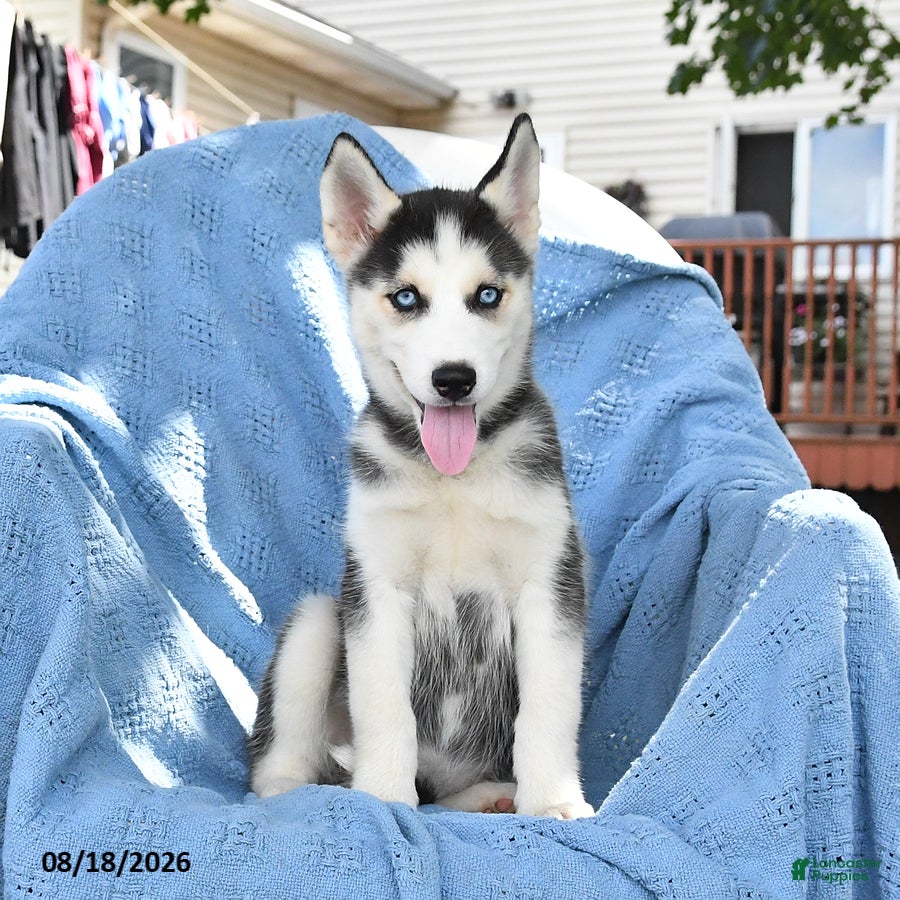 Siberian Husky dogs Bubbles - Ad 1