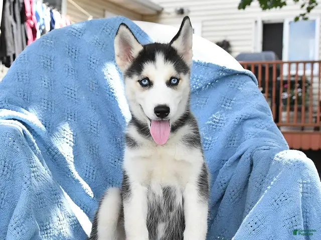 Siberian Husky dogs for sale: Bubbles - Ad 1
