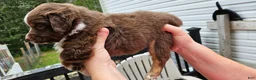 Miniature Australian Shepherd dogs for sale: Miniature Australian Shepherd 3 - Ad 3