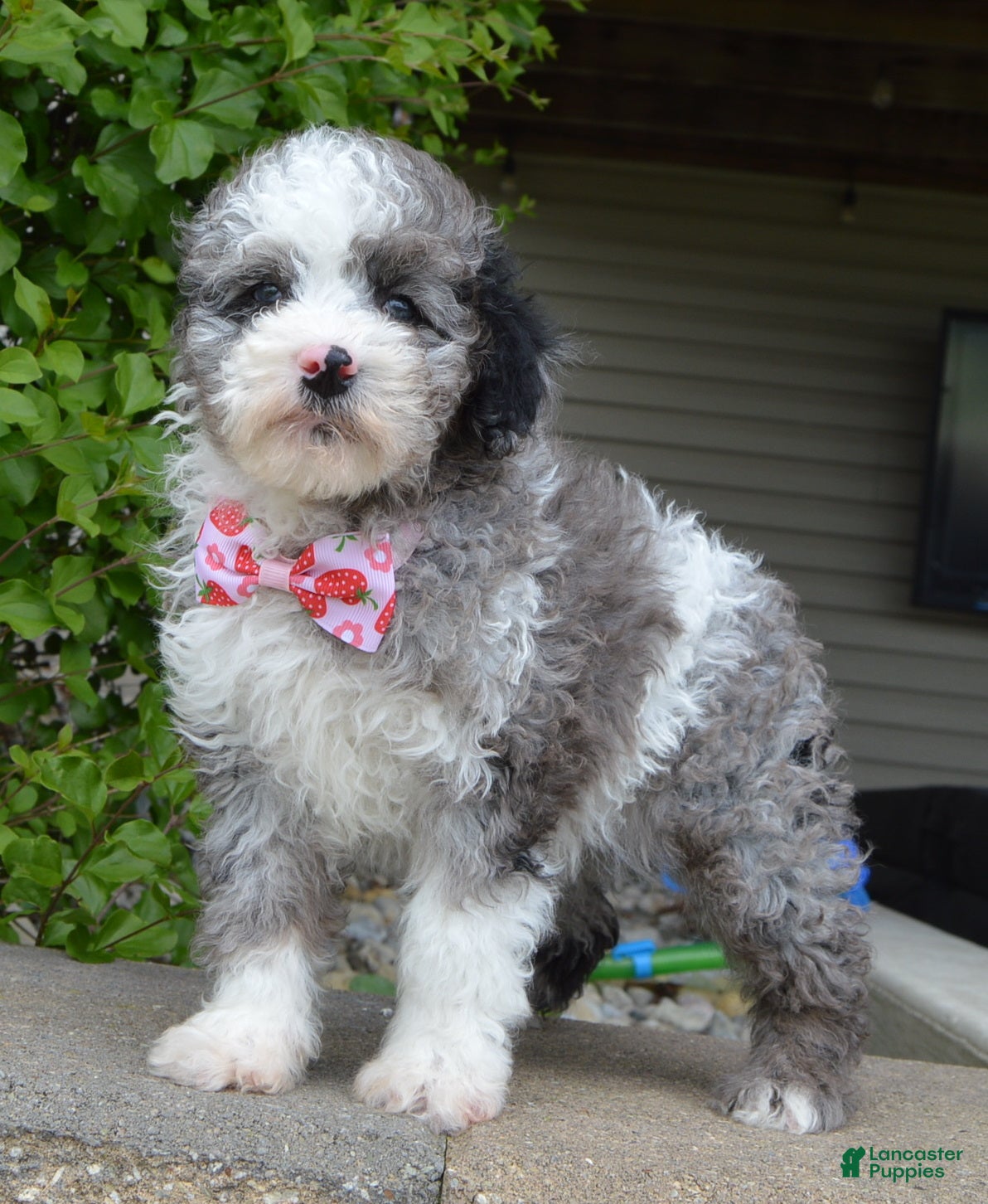 Miniature Poodle dogs Mini Paisley - Ad 2