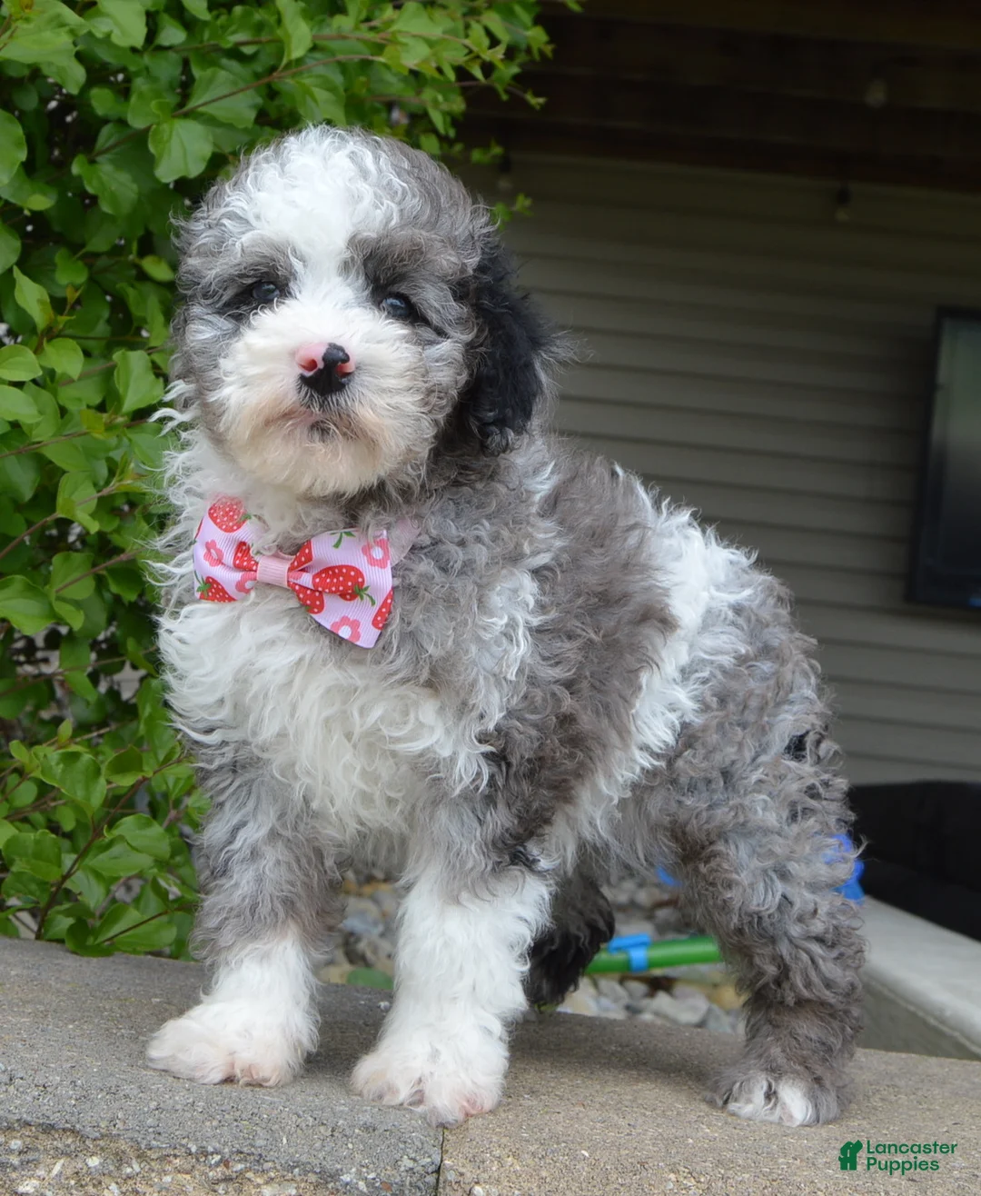Miniature Poodle dogs for sale: Mini Paisley - Ad 2
