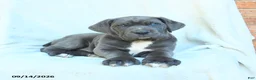 Cane Corso dogs for sale: Dexter - Ad 3