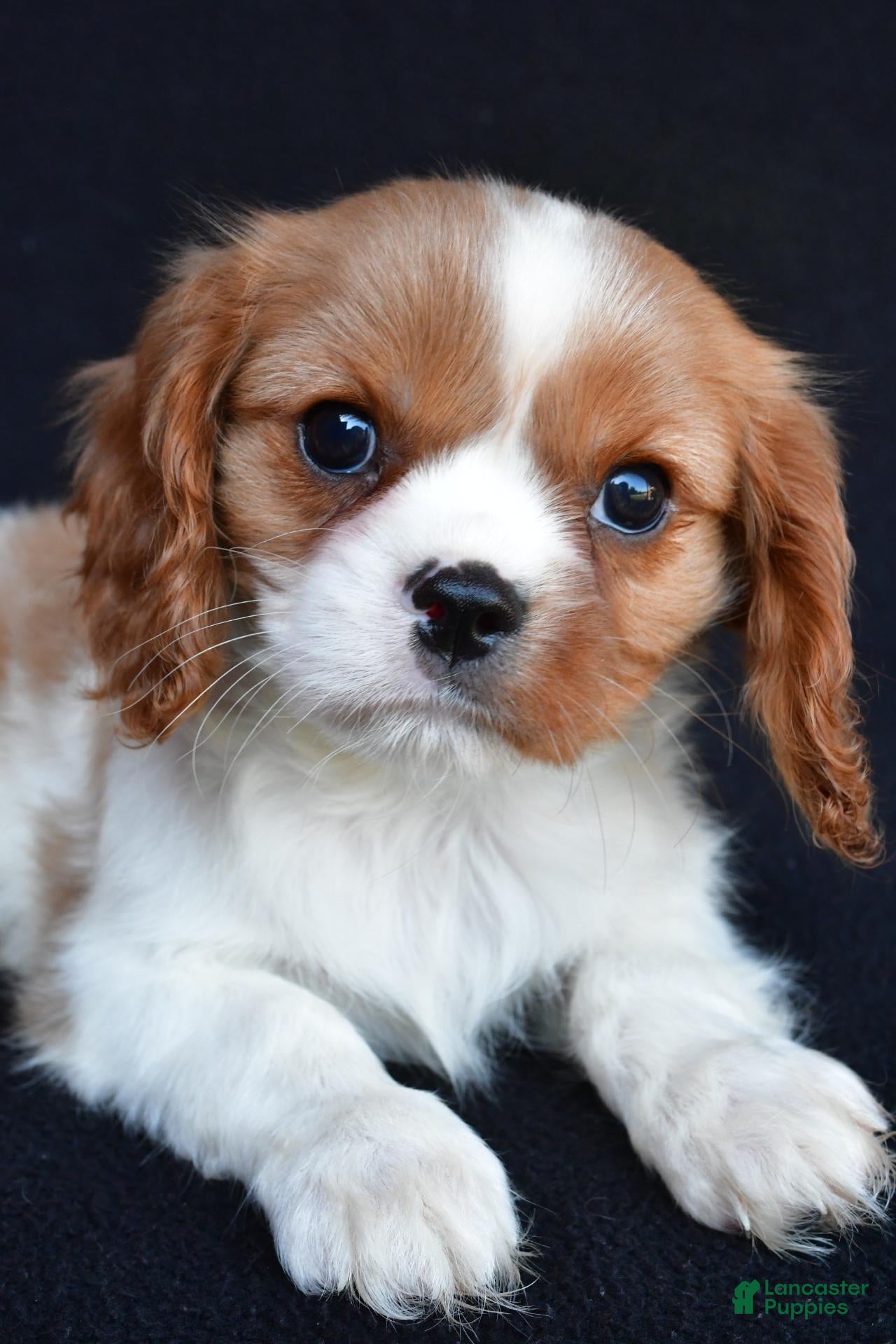 Cavalier King Charles Spaniel dogs Asher - Ad 2