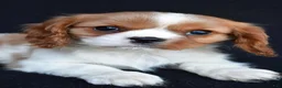 Cavalier King Charles Spaniel dogs for sale: Asher - Ad 2