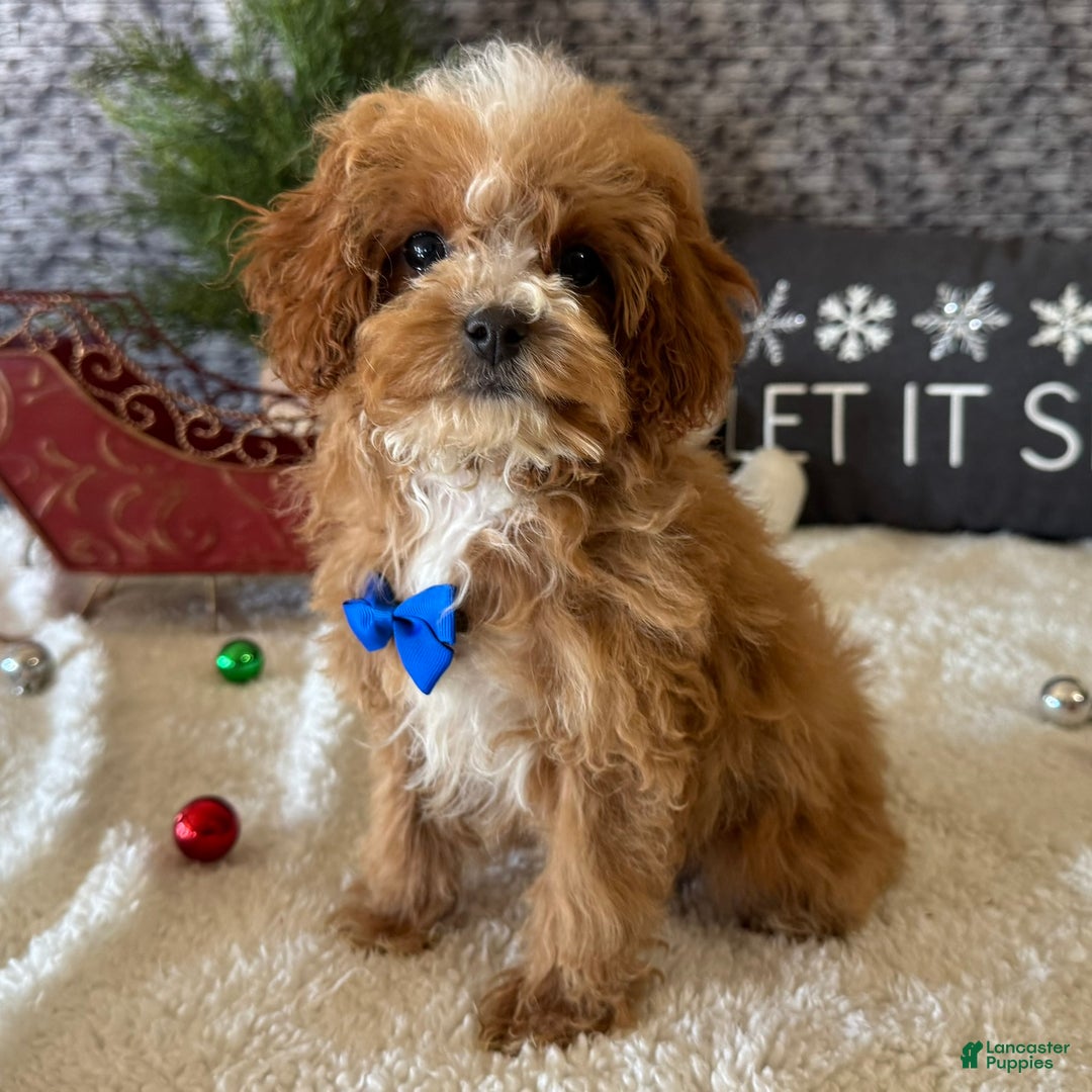 Cavapoo dogs for sale: Nate - Ad 1