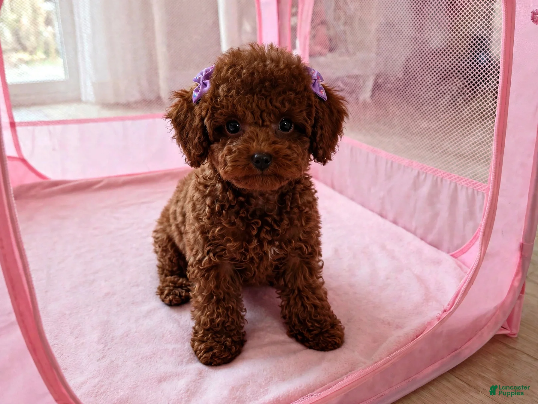 Toy Poodle dogs Toy Poodle 2 - Ad 1
