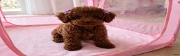 Toy Poodle dogs for sale: Toy Poodle 2 - Ad 1