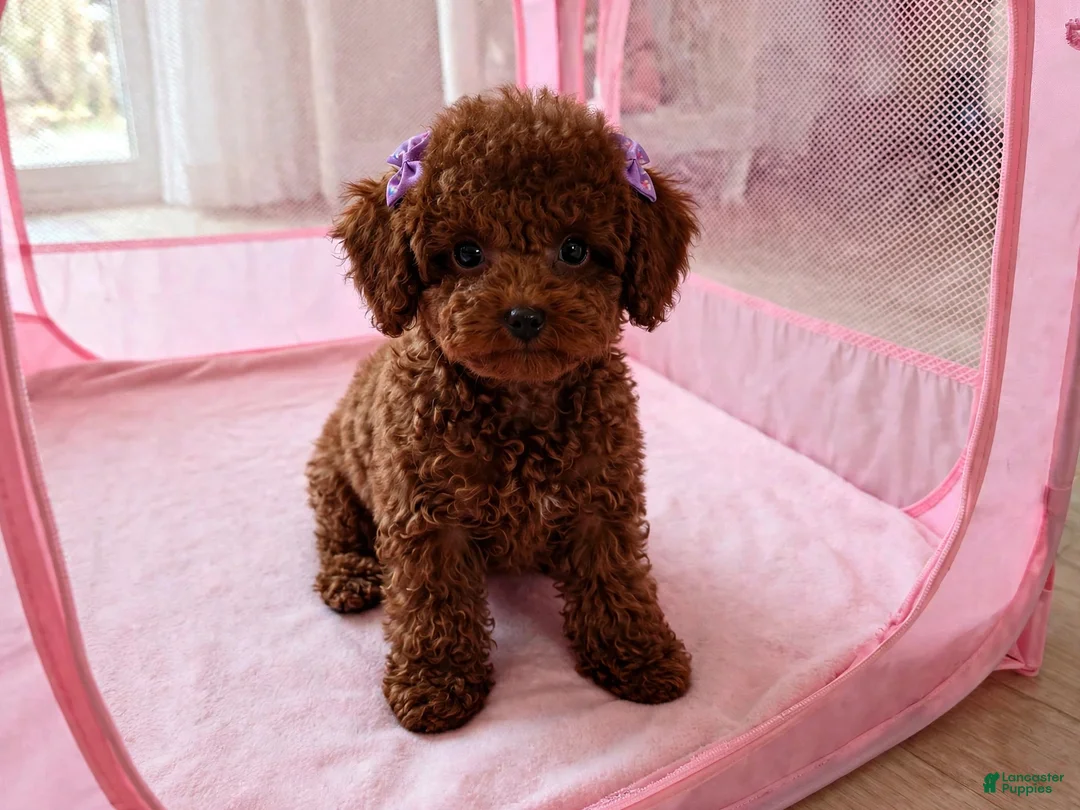 Toy Poodle dogs for sale: Toy Poodle 2 - Ad 1