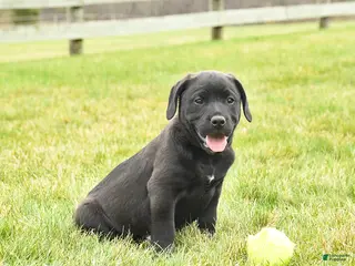 Mixed Breed dogs for sale: Monty - Ad 2