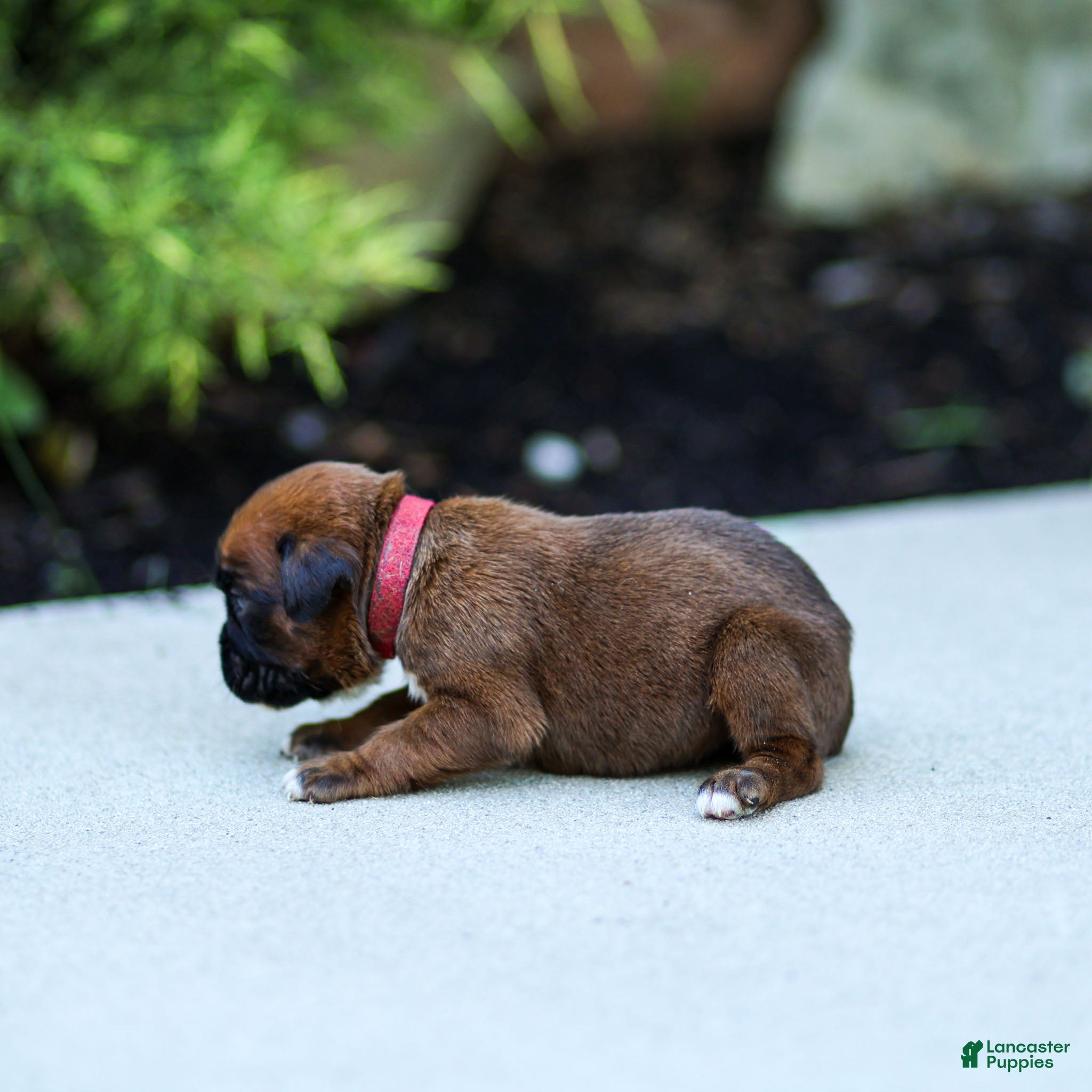 Boxer dogs Niki Boxer 4 - Ad 2