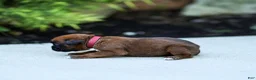 Boxer dogs for sale: Niki Boxer 4 - Ad 2