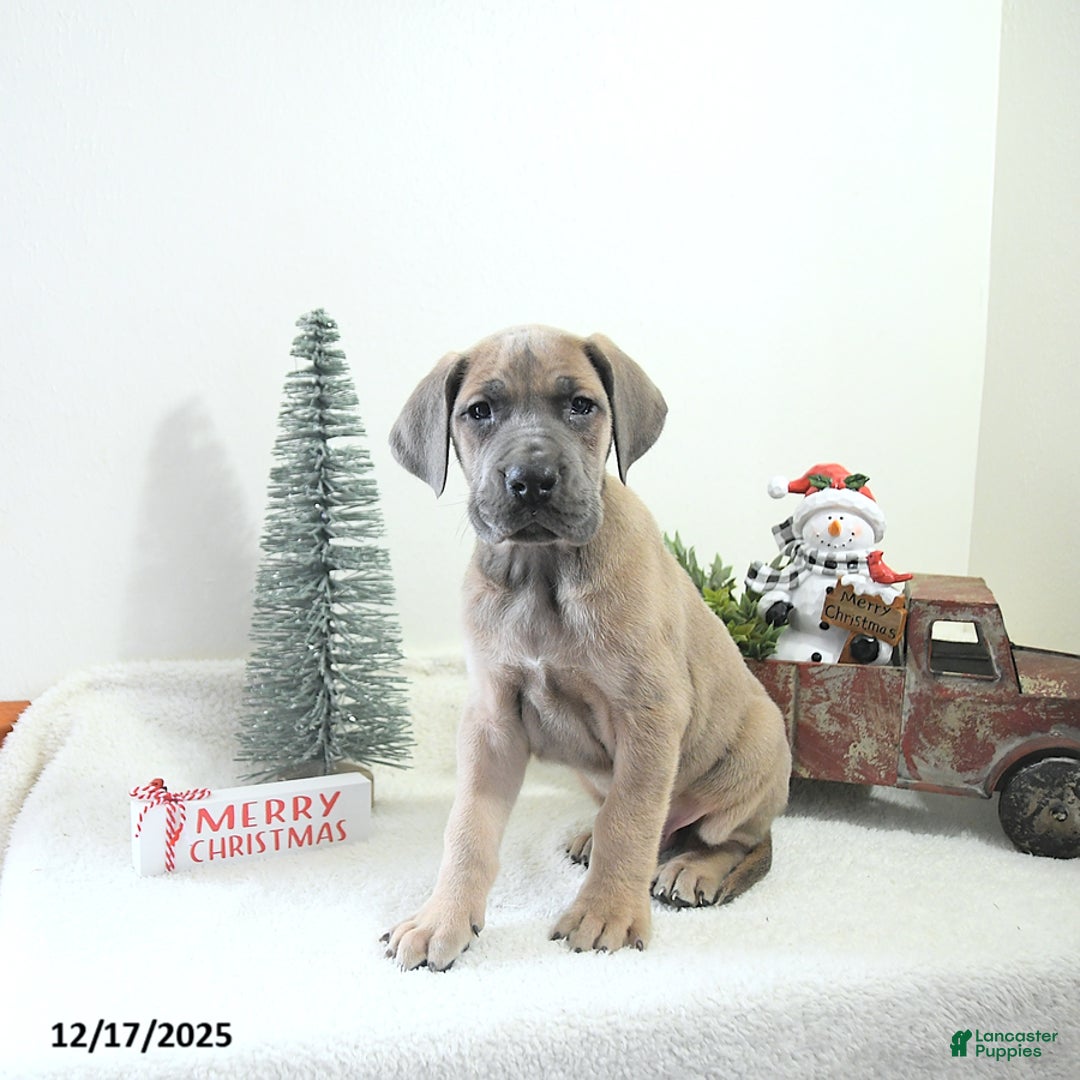 Great Dane dogs for sale: Ian - Ad 15