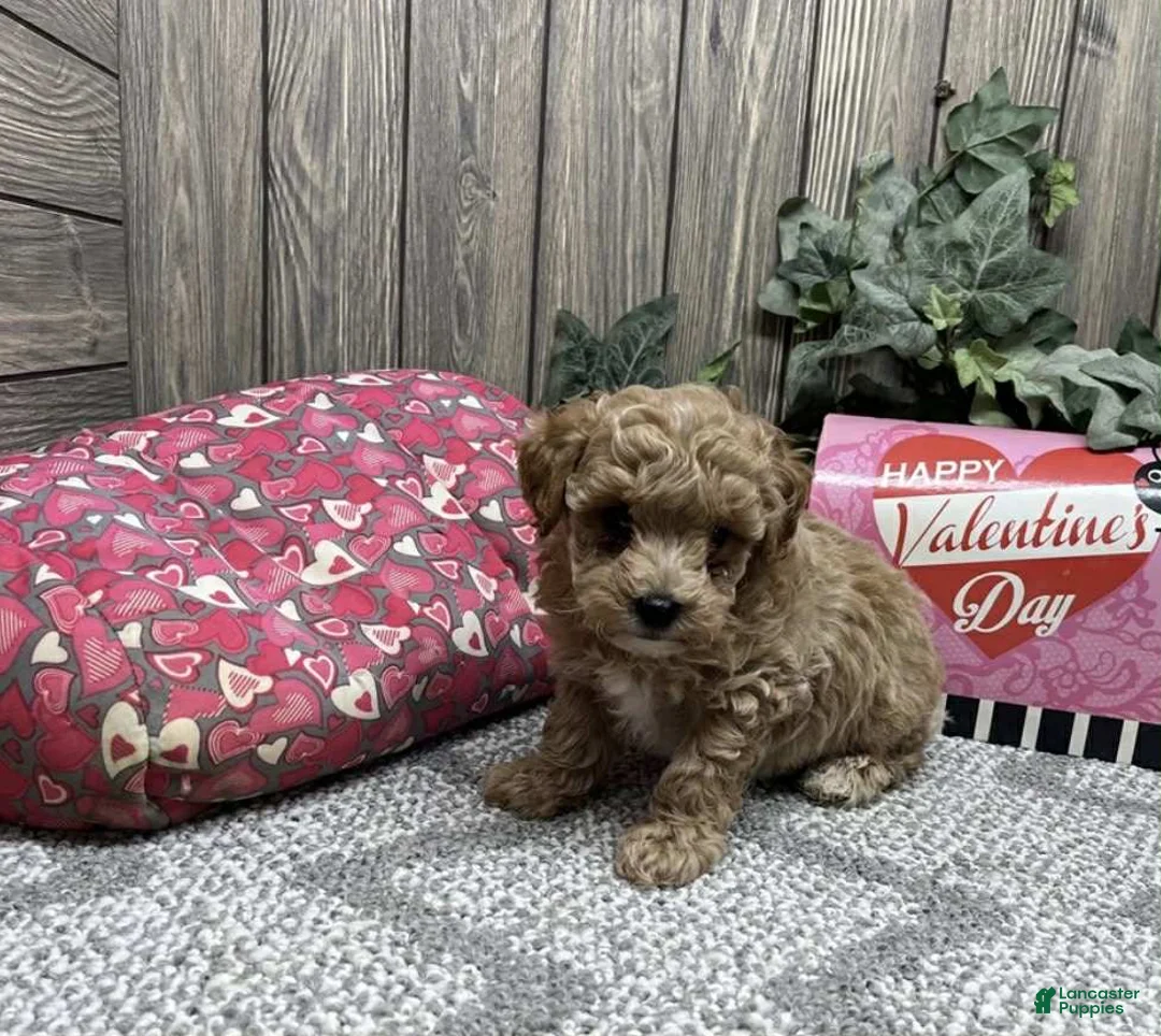 Toy Poodle dogs for sale: Bobby - Ad 1