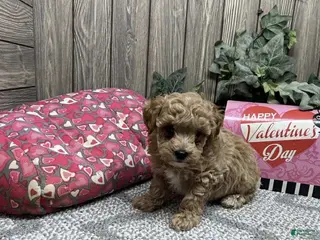 Toy Poodle dogs Bobby - Ad 34