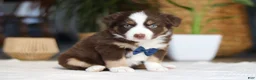 Australian Shepherd dogs for sale: Kicks - Ad 3