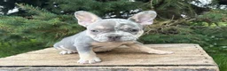 French Bulldog dogs for sale: Barbie - Ad 3