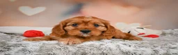 Cavapoo dogs for sale: LUNA - Ad 10