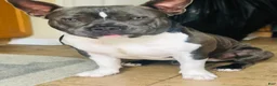 American Bully dogs for stud: SINCERE - Ad 4