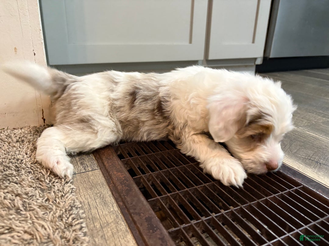 Bernedoodle dogs for sale: Dave - Ad 5