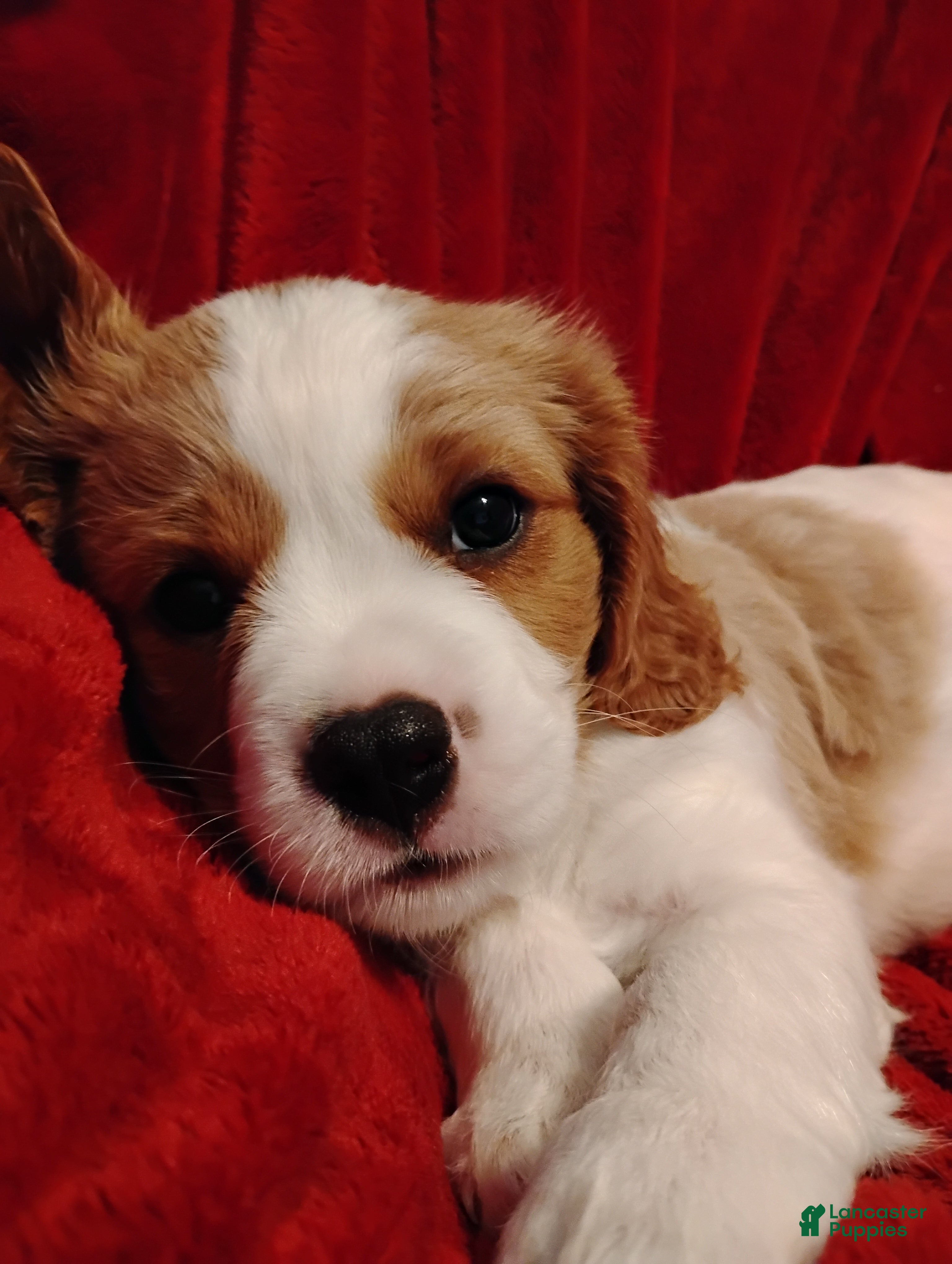 Cavalier King Charles Spaniel dogs Winston - Ad 4