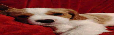 Winston