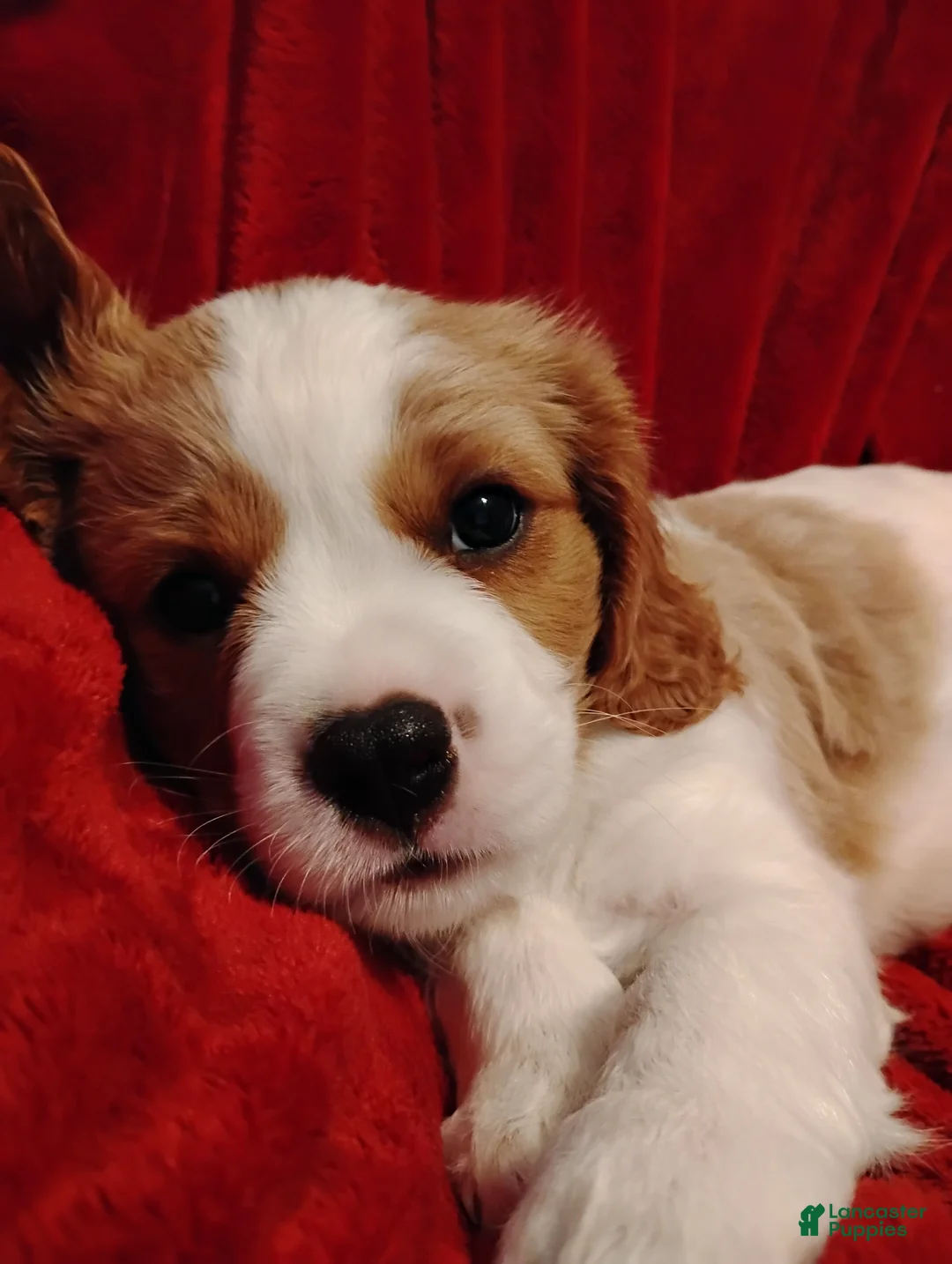 Cavalier King Charles Spaniel dogs for sale: Winston - Ad 1