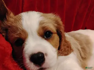 Cavalier King Charles Spaniel dogs Winston - Ad 35