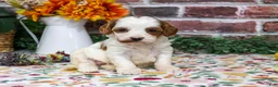 Cavapoo dogs for sale: Alexa - Ad 5