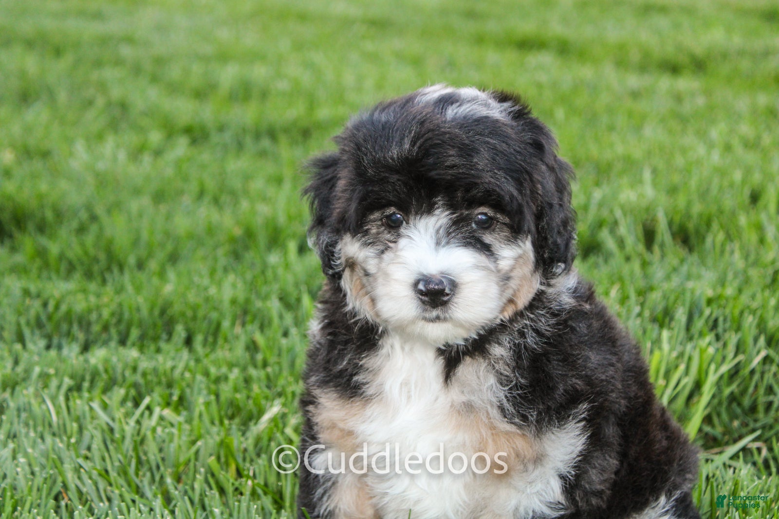 Mini Sheepadoodle dogs Dahlia - Ad 1