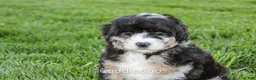 Sheepadoodle dogs for sale: Dahlia - Ad 3