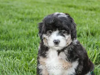 Mini Sheepadoodle dogs for sale: Dahlia - Ad 3