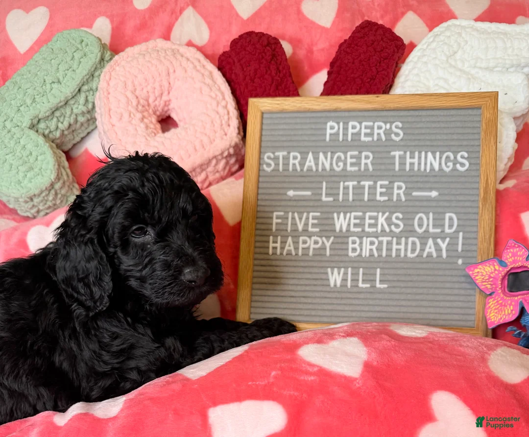 Goldendoodle dogs for sale: Will - Ad 1