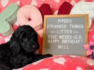 Goldendoodle dogs Will - Ad 3