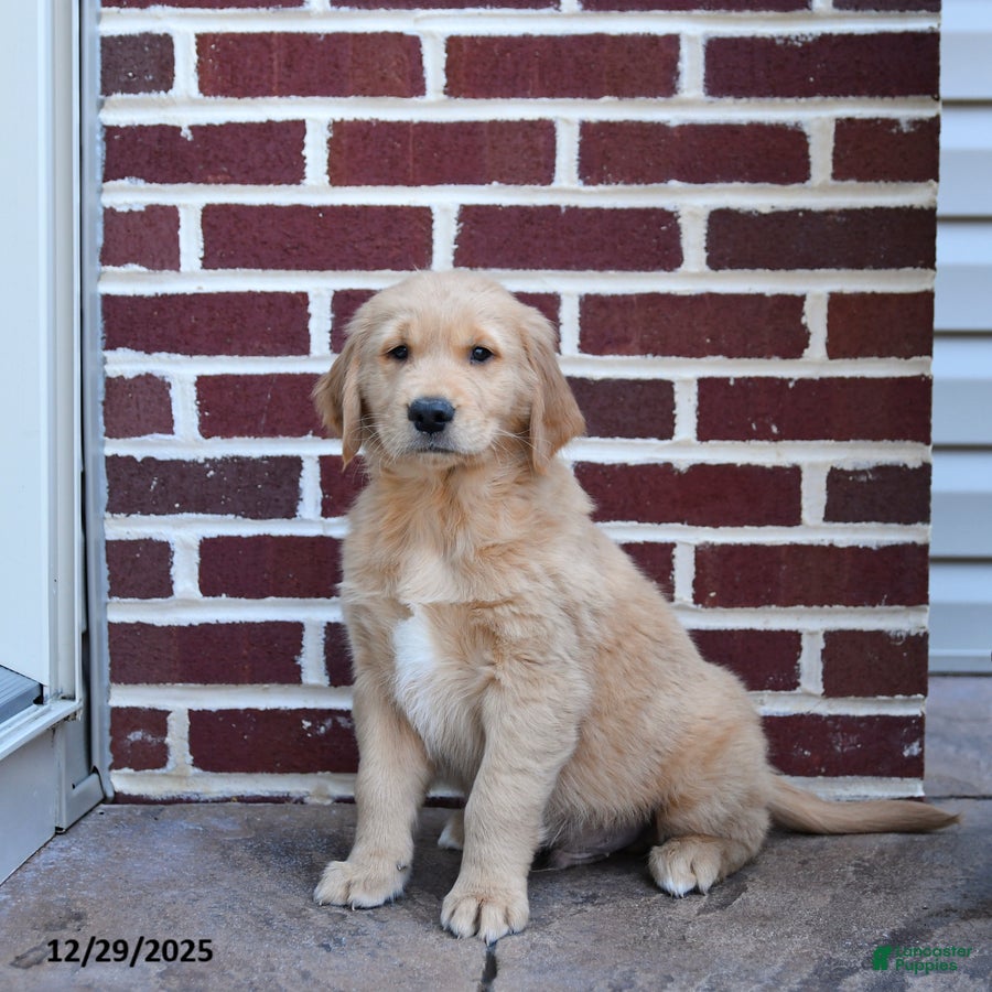 Golden Retriever dogs Edge - Ad 33