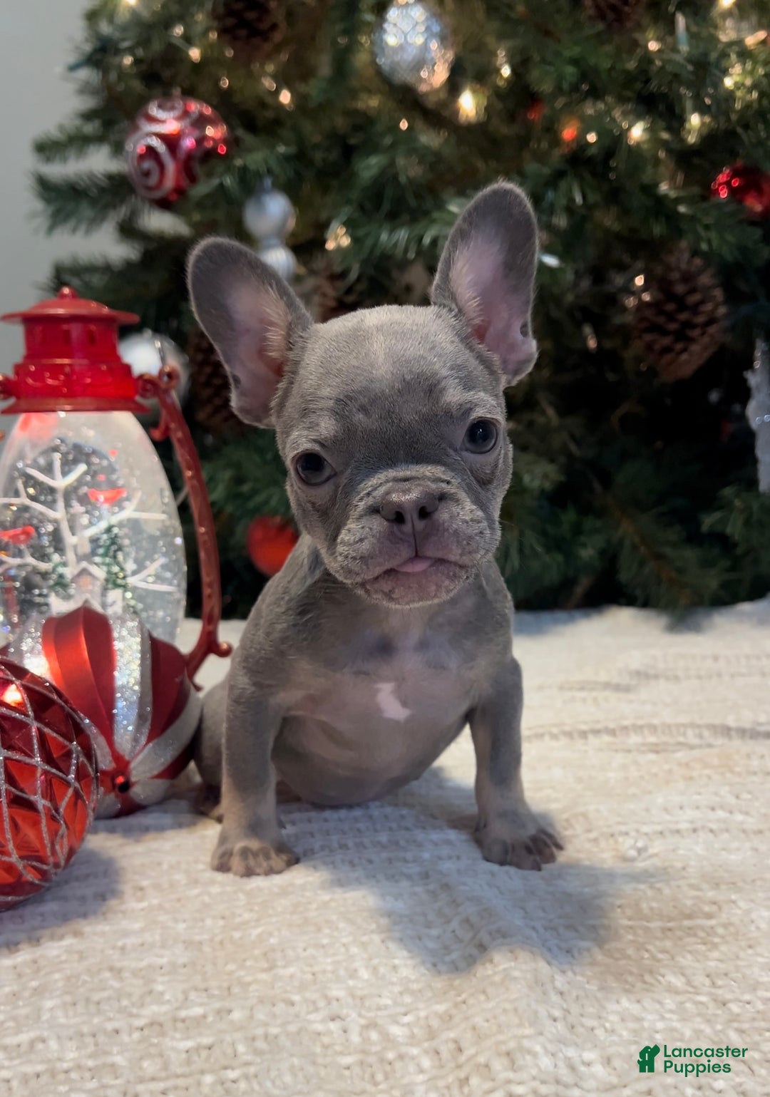French Bulldog dogs for sale: Bella Akc - Ad 1