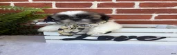 Shih Tzu dogs for sale: Peggy Sue  - Ad 1