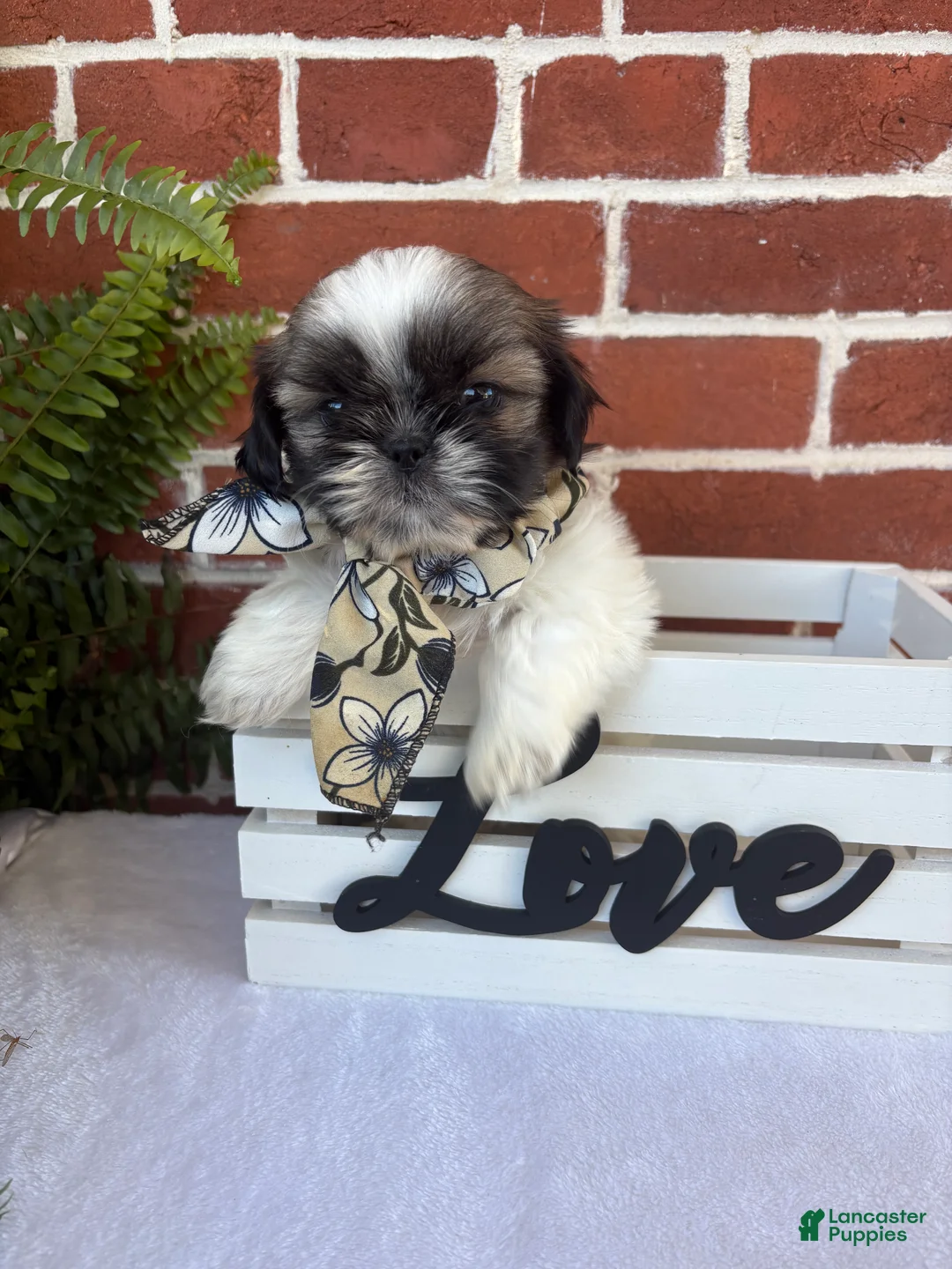Shih Tzu dogs for sale: Peggy Sue  - Ad 1