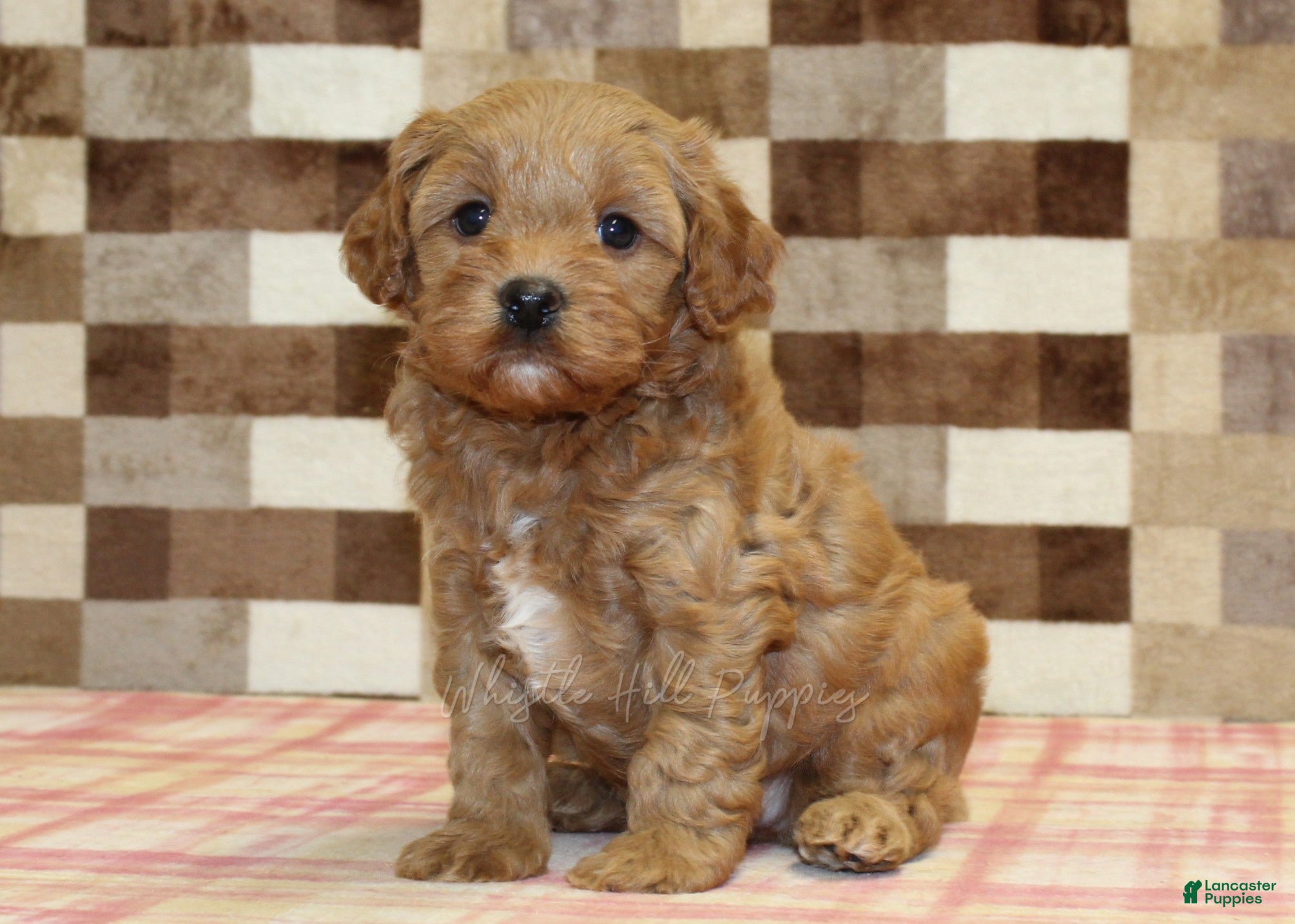 Cavapoo dogs Diego - Ad 1