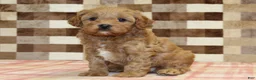 Cavapoo dogs for sale: Diego - Ad 5