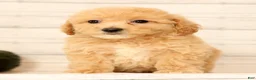 Bichpoo dogs for sale: Oprah - Ad 8