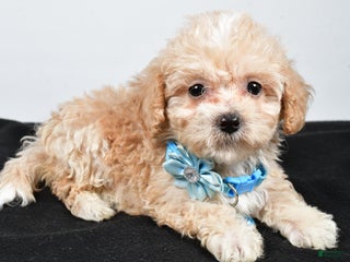 Maltipoo dogs - Ad 42