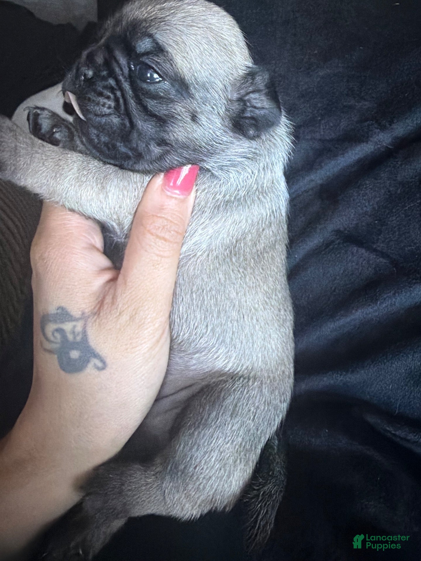 Pug dogs Pug 5 - Ad 5