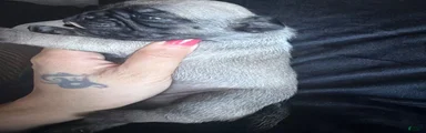Pug 5