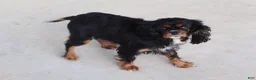 Cavalier King Charles Spaniel dogs for sale: Max - Ad 10