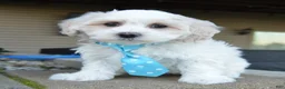 Maltipoo dogs for sale: Max - Ad 3