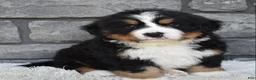 Bernese Mountain Dog dogs for sale: Buster  - Ad 1